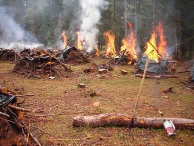 Burn Piles