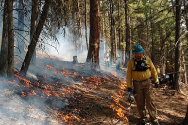 Prescribed Burn in the forest